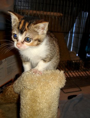 picture of Vivi, a Domestic Short Hair calico