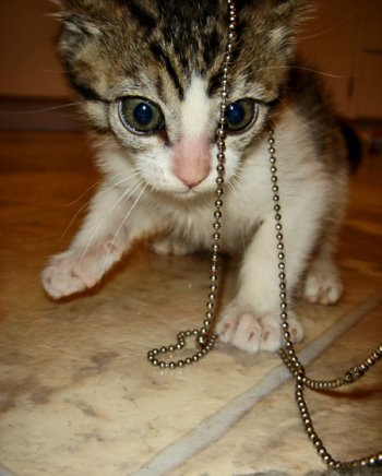 picture of Vito, a Domestic Short Hair white/brown tabby