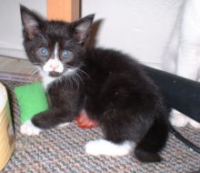 another picture of Sophia, a Domestic Medium Hair black/white