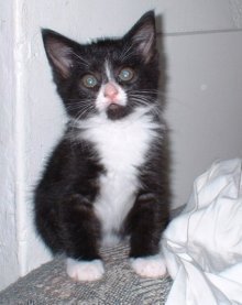 picture of Sophia, a Domestic Medium Hair black/white