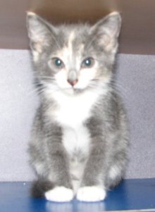 picture of Lucy anne, a Domestic Short Hair dilute calico