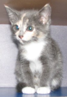 another picture of Lucy anne, a Domestic Short Hair dilute calico