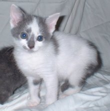 picture of Panda Bear AKA Angel, a Domestic Short Hair white/gray