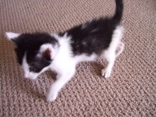 another picture of Zeus, a Domestic Short Hair black/white