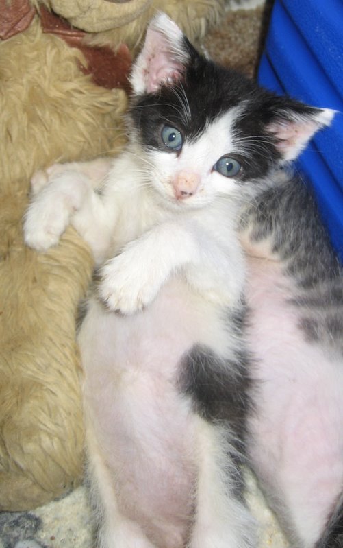 picture of Zeus, a Domestic Short Hair black/white