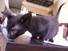 another picture of Stormy, a Domestic Short Hair black