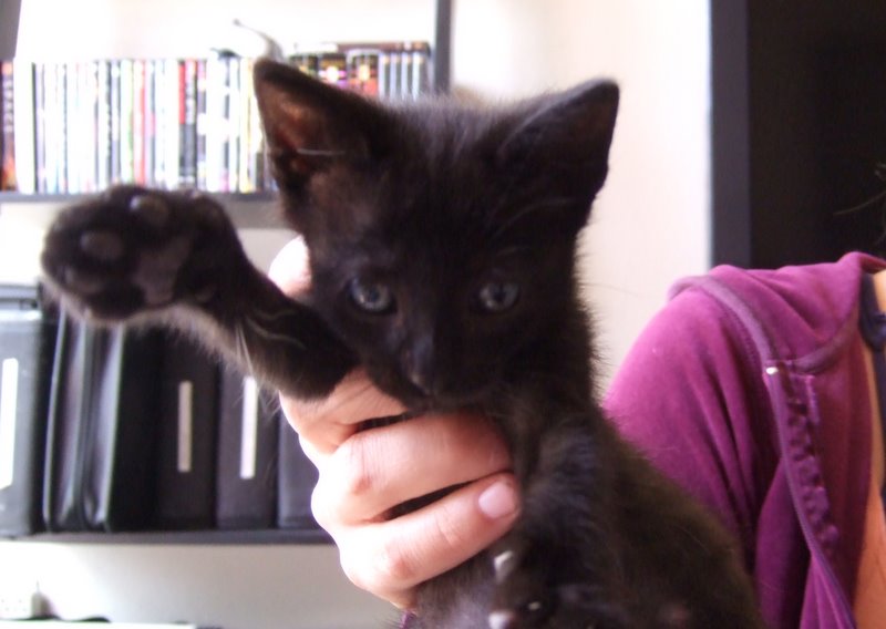 picture of Stormy, a Domestic Short Hair black