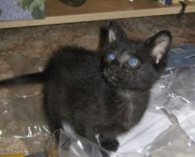 picture of Stormy, a Domestic Short Hair black