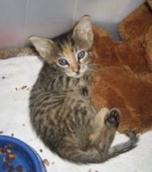 picture of Crystal, a Domestic Short Hair brown tabby