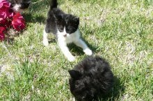 picture of #AB00050: Roscoe