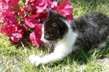 picture of Temperance, a Domestic Short Hair black/white