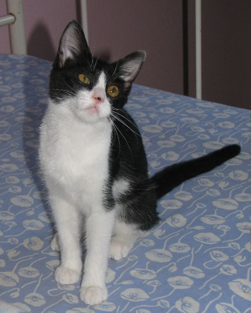 picture of Temperance, a Domestic Short Hair black/white