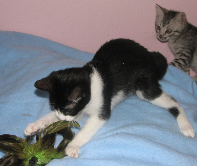 picture of Temperance, a Domestic Short Hair black/white