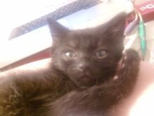 picture of Baguira, a Domestic Short Hair black