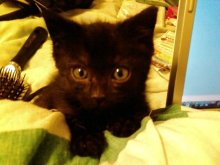 another picture of Baguira, a Domestic Short Hair black