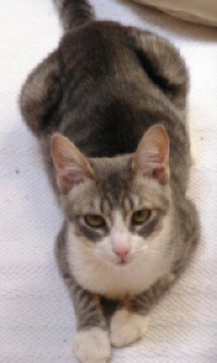 picture of Misty, a Domestic Short Hair gray tabby/white