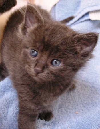 picture of Smokey, a Domestic Short Hair gray