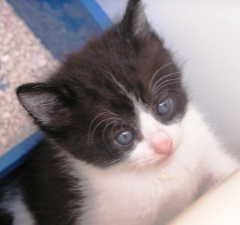 picture of Oreo, a Domestic Short Hair black/white tuxedo