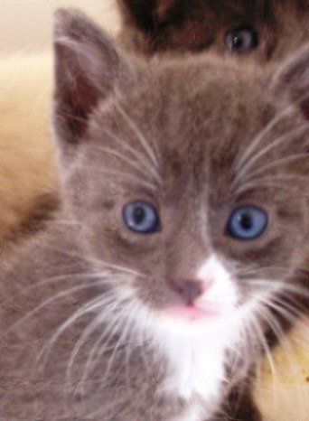 picture of Mittens, a Domestic Short Hair gray/white