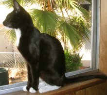 another picture of Juno, a Domestic Short Hair black/white tuxedo