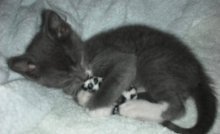 picture of Chub-a-lub, a Domestic Short Hair gray/white