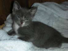 another picture of Chub-a-lub, a Domestic Short Hair gray/white