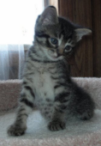 picture of Echo, a Domestic Short Hair brown tabby/white