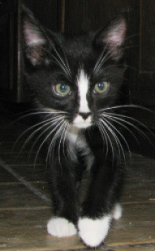 picture of Timothy, a Domestic Short Hair black/white tuxedo