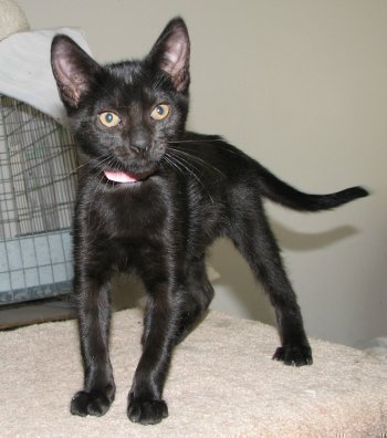 picture of Lima bean aka beanie baby, a Domestic Short Hair black