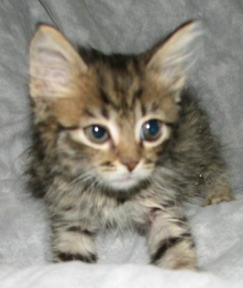 picture of Marilyn, a Domestic Medium Hair brown tabby