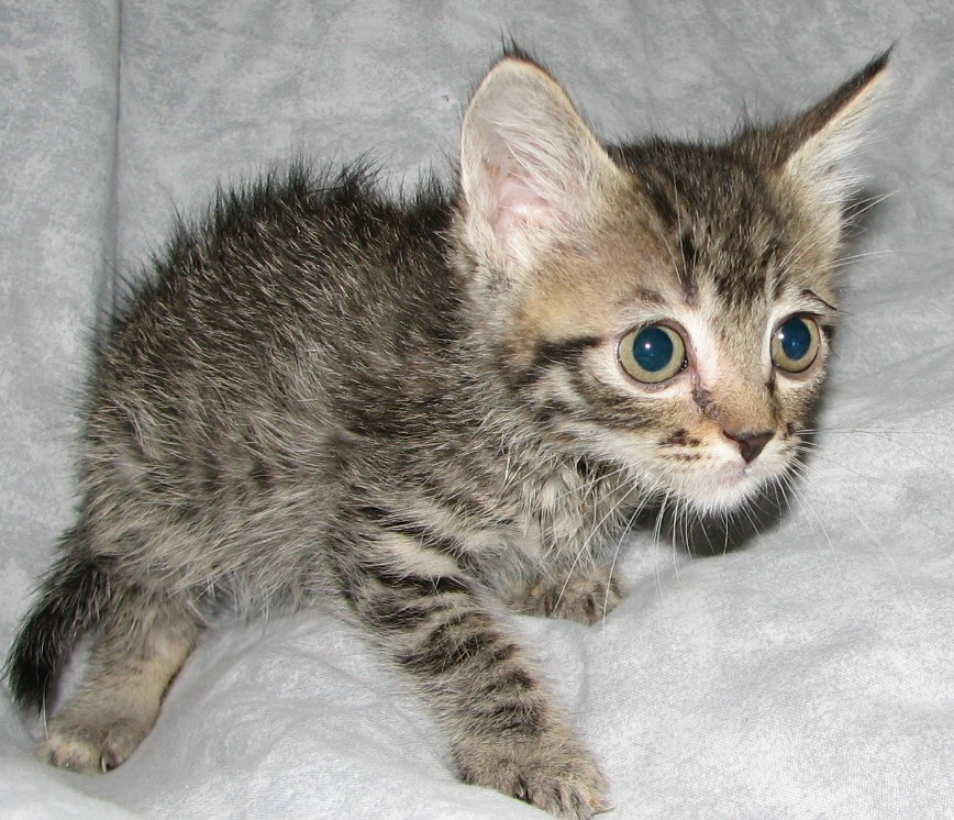 picture of Sinatra, a Domestic Short Hair brown tabby