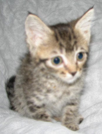 picture of Sinatra, a Domestic Short Hair brown tabby