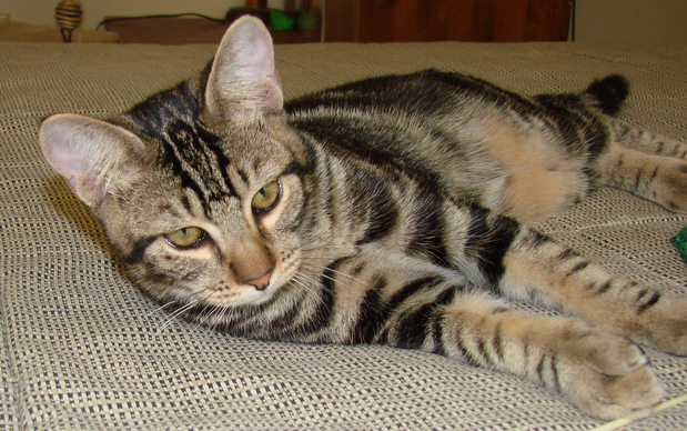 picture of Waldo, a Domestic Short Hair brown tabby