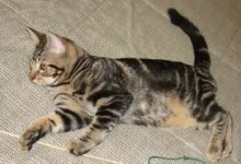 picture of Waldo, a Domestic Short Hair brown tabby