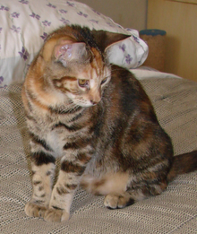 picture of Abigail, a Domestic Short Hair tortoise-shell tabby