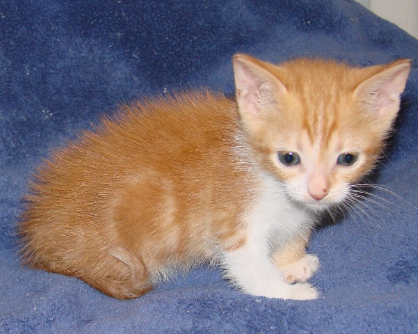 picture of Sue, a Domestic Short Hair orange tabby/white