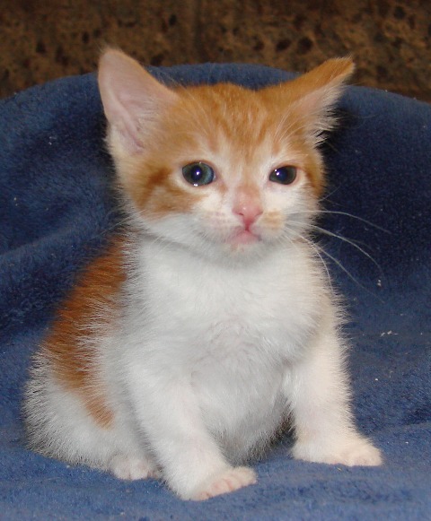 picture of Little Lulu, a Domestic Short Hair orange tabby/white