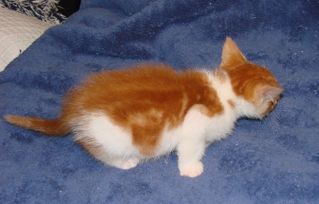 picture of Little Lulu, a Domestic Short Hair orange tabby/white