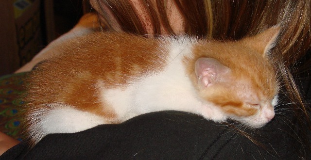 picture of Little Lulu, a Domestic Short Hair orange tabby/white