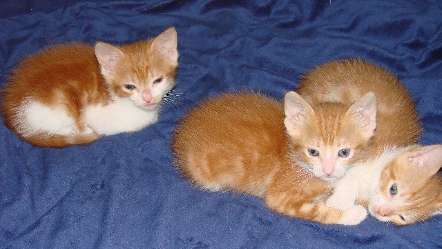picture of Little Lulu, a Domestic Short Hair orange tabby/white