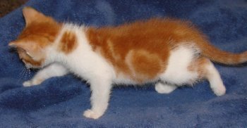 picture of Little Lulu, a Domestic Short Hair orange tabby/white