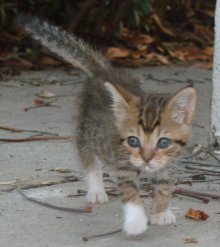 another picture of Drew, a Domestic Short Hair brown tabby
