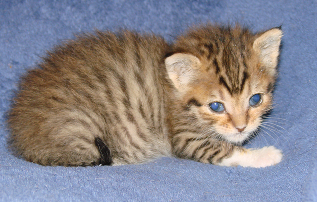 picture of Drew, a Domestic Short Hair brown tabby