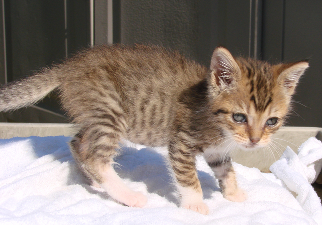 picture of Drew, a Domestic Short Hair brown tabby