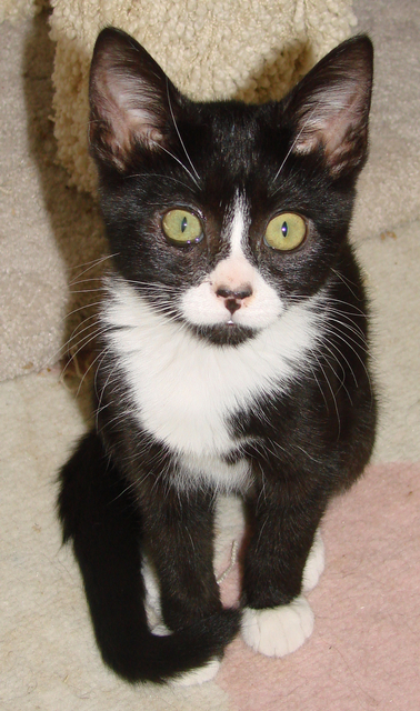 picture of Blaze, a Domestic Short Hair black/white tuxedo