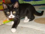 picture of Blaze, a Domestic Short Hair black/white tuxedo