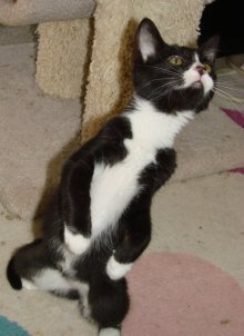 picture of Blaze, a Domestic Short Hair black/white tuxedo