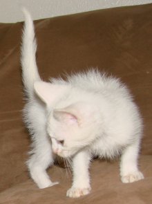 another picture of Bunny, a Domestic Short Hair white