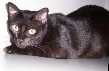 picture of Ebony, a Domestic Short Hair black