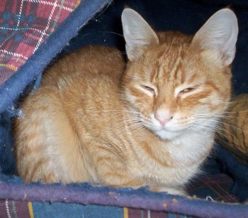 picture of Ginger, a Domestic Short Hair orange tabby